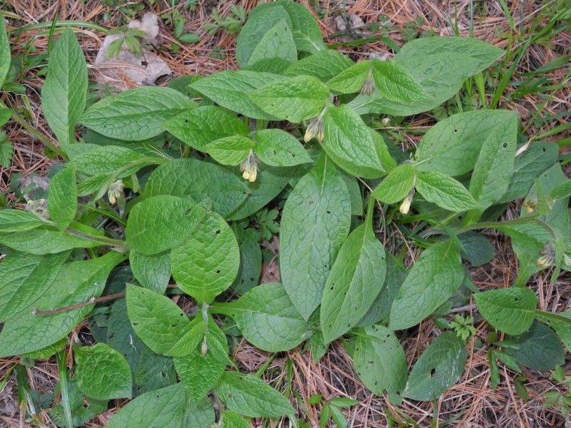 Figlie bucate da chi?